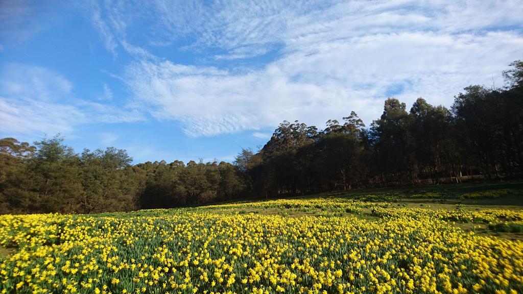 Mountain Blue Guest House デロレイン エクステリア 写真